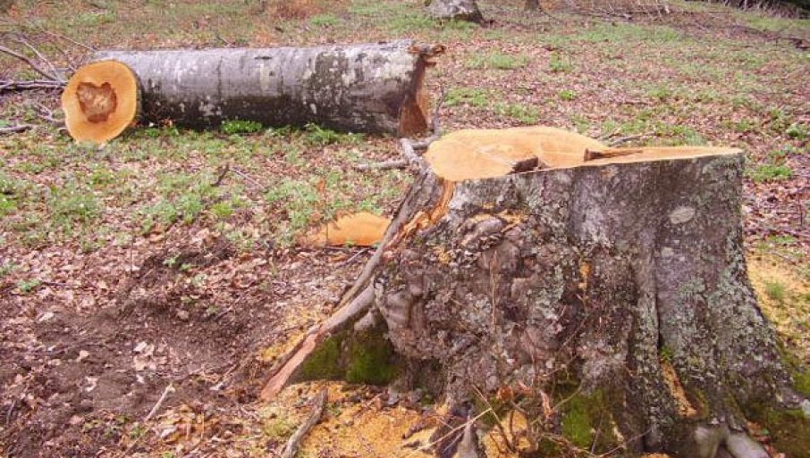 ПОДРШКА МИНИСТАРСТВА: Утврђивање неправилности у појединим шумским газдинствима