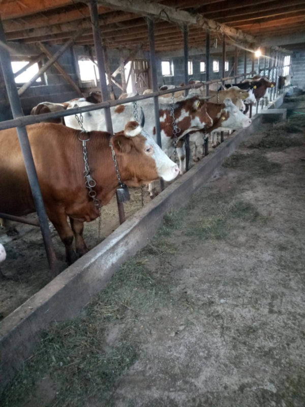SOKOLAC: Porast prozivodnje mlijeka u Sarajevsko-romaniskoj regiji