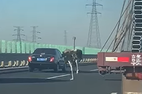 NESVAKIDAŠNJI PRIZOR NA AUTO-PUTU U KINI: Vozači u nevjerici posmatrali neobičnog učesnika u saobraćaju (VIDEO)