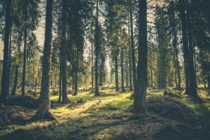NAJVEĆE PRIRODNO BOGATSTVO: Šume u Srpskoj godišnje proizvedu 875 miliona tona kiseonika