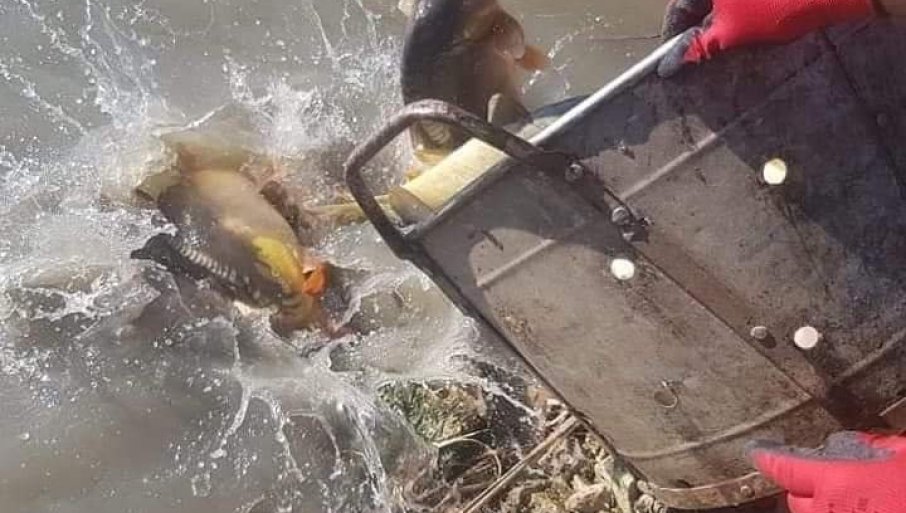 PORIBLJAVANJE SANE: U rijeku pušteno 300 kilograma šarana