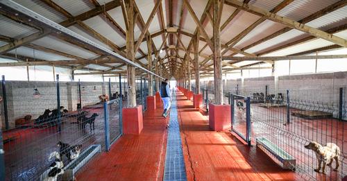 ПРОНАЂЕНО И ЗБРИНУТО СЕДАМ ЖИВОТИЊА: Ријешен проблем са псима луталицама у Доњим Колима