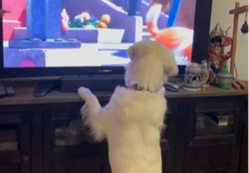 PAS POSTAO HIT NA INTERNETU: Zlatni retriver obožava da gleda crtane filmove (VIDEO)