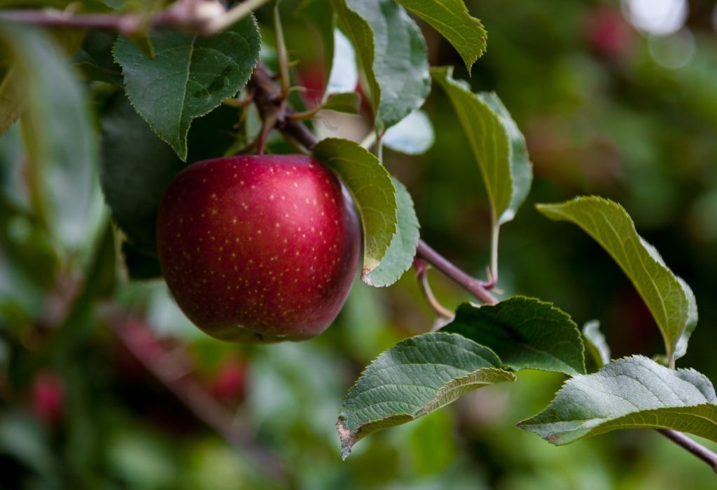 NAKON ČETIRI GODINE ČEKANJA: Zeleno svjetlo za izvoz sadnica jabuka na tržište EU