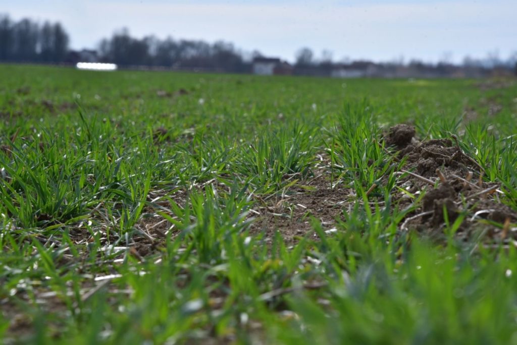 SJAJNE VIJESTI ZA POLJOPRIVREDNIKE: Zahtjev za merkantilnu pšenicu do 30. aprila