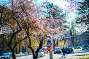 OSJETLJIVI DA PAZE: Polenski semafor u Banjaluci od danas upozorava na alergije