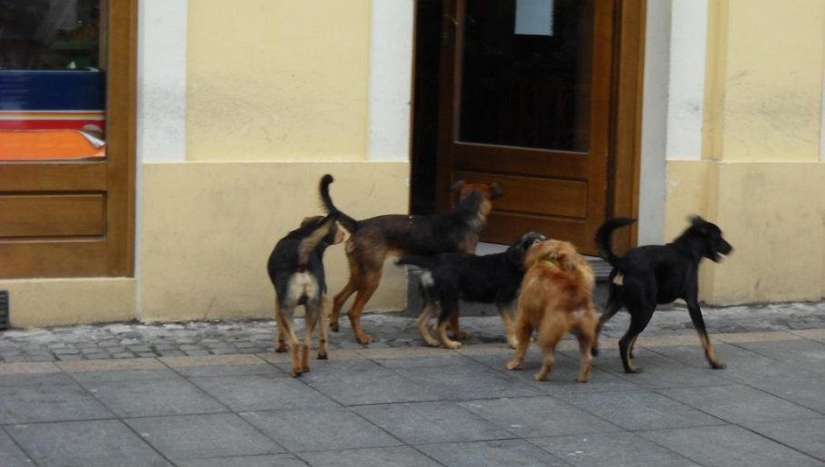 HOROR U SRBIJI: Čopor pasa izujedao djevojčicu, ima teške povrede glave