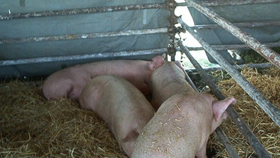 ДРАМА НА ФАРМИ КОД ГРАДИШКЕ: Лопов затечен у крађи свиње, па га власници претукли