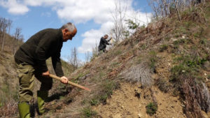 У ТОКУ ПОШУМЉАВАЊЕ ПОЖАРИШТА: На подручју рејона бијела ријека засађено 12.900 садница бијелог бора