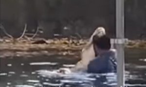 ŠOKANTAN PRIZOR: Čovjek ušao u vodu, približio se ALIGATORU, a onda je uslijedio muk (VIDEO)