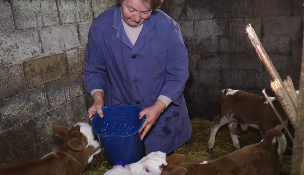 KRAVA OTELILA ČETIRI TELETA: Pravo čudo u domaćinstvu porodice Glišić (VIDEO)