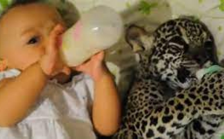 ХИТ СНИМАК: Беба и младунче јагуара заједно пију млијеко (ВИДЕО)