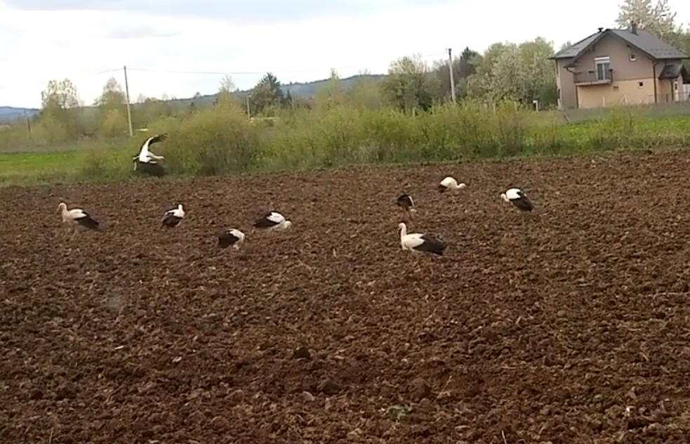 VRATILE SE RODE: Jato vjesnika proljeća u selu kod Laktaša (VIDEO)