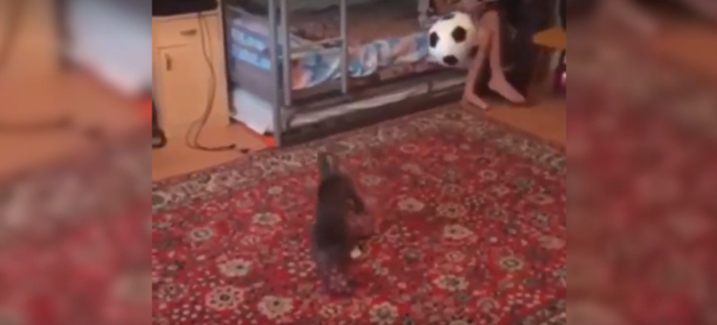 „НЕБО СЕ ОТВОРИЛО, СТАДИОН ЈЕ ЕКСПЛОДИР’О“: Људи у невјерици гледају спектакуларне фудбалске потезе једне мачке (ВИДЕО)