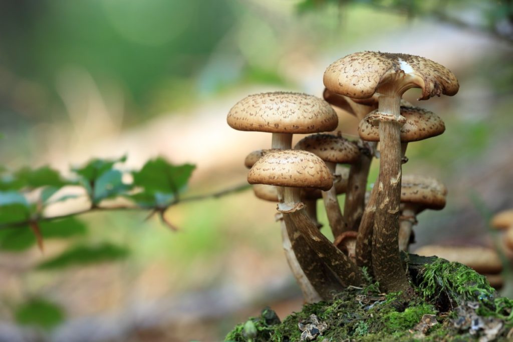 ХОСПИТАЛОЗВАНА ЦИЈЕЛА ПОРОДИЦА: Седморо Шапчана отровано печуркама