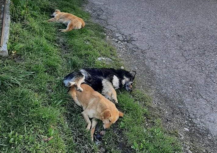 PSE TRUJU I UBIJAJU PIŠTOLJEM Poražavajuća statistika: Svaki treći pas u Banjaluci zlostavljan (FOTO)