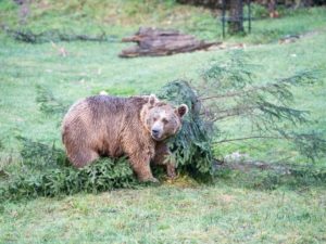 МЈЕШТАНИ У СТРАХУ: Медвједи окупирали грмечке шуме