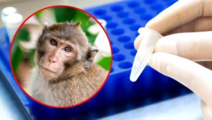 SZO OCIJENILA: Majmunske boginje još ne predstavljaju opasnost po globalno zdravlje