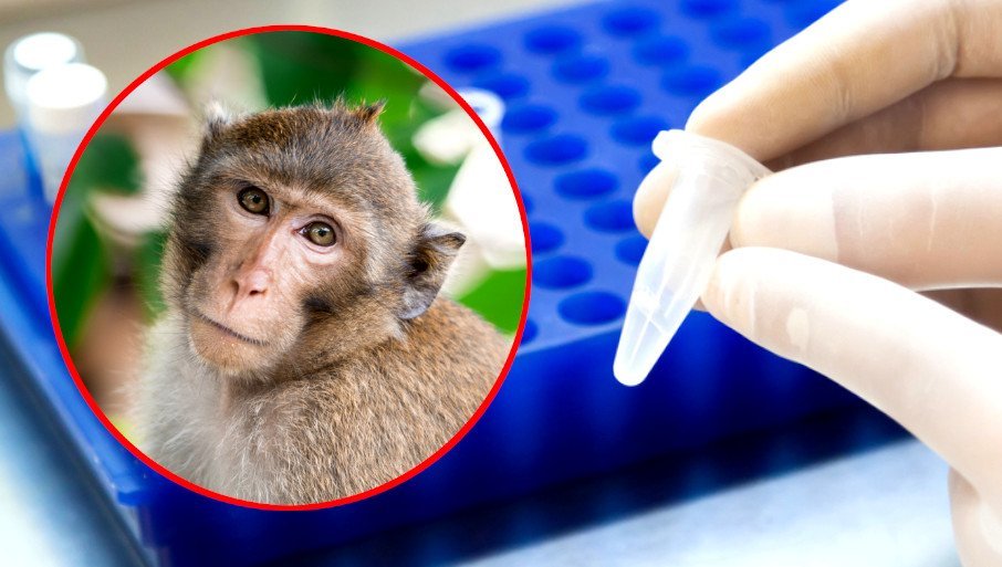 ZARAZA SE ŠIRI: Majmunske boginje potvrđene u 11 zemalja