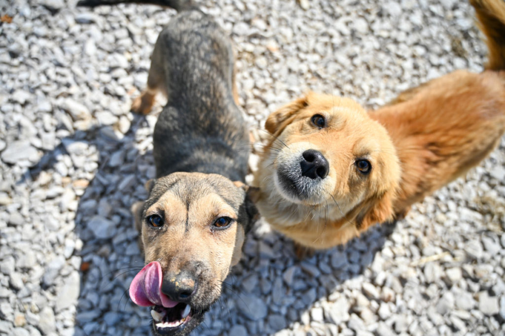 DANI OTVORENIH VRATA: Izaberite psa iz azila na Manjači