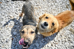 „УДОМИ ЉУБАВ“: Акција удомљавања паса из азила оправдала очекивања
