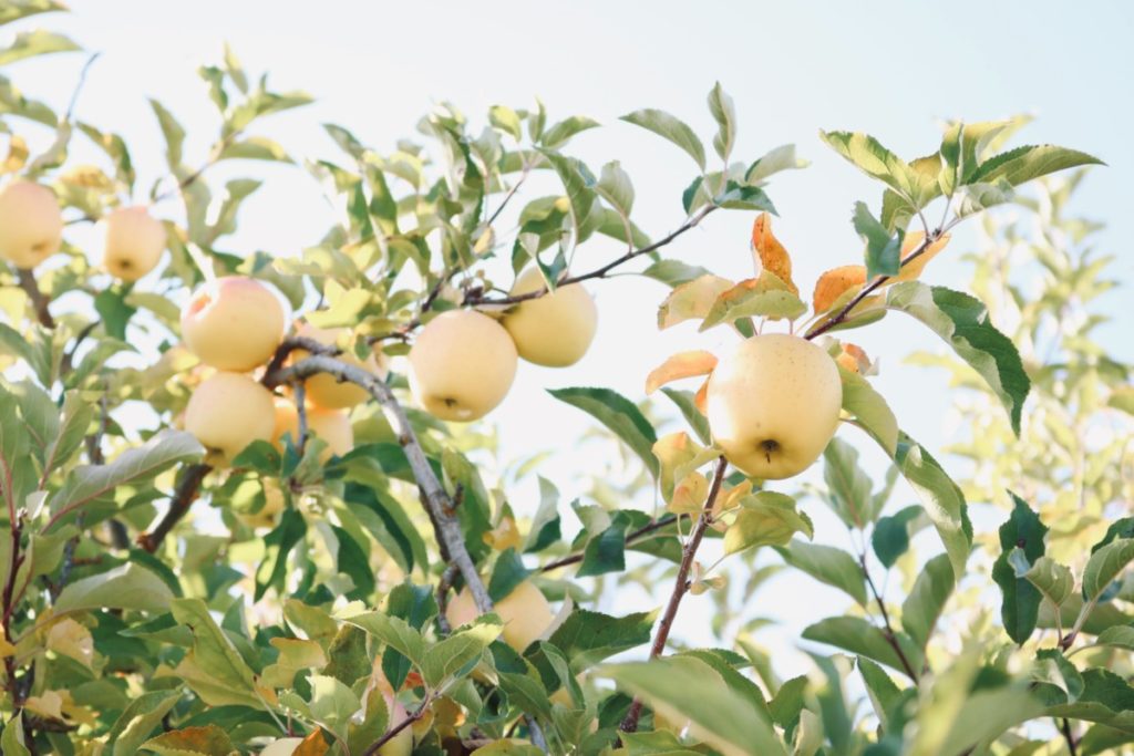 УМЈЕСТО У РУСИЈУ: Јабуке из БиХ иду на тржиште Саудијске Арабије