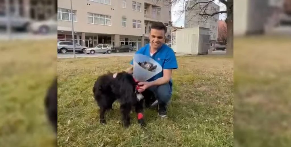 SREĆKO IDE U LONDON: Sjajan epilog priče o psu kome je banjalučki veterinar spasio život