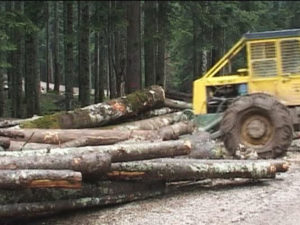 RADNICIMA PREKIPJELO: Dobojski šumari u štrajku zbog plate i regresa
