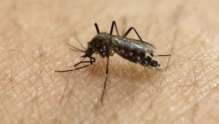 SEZONA „KRVOPIJA“: Zašto komarci ujedaju neke ljude, a neke zaobilaze
