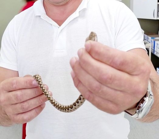 МУШКАРЦА УЈЕО ПОСКОК: Донио змију у кеси у болници