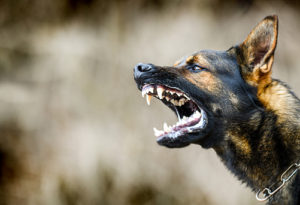 STRUČNJACI ODGOVORILI: Kakva je procedura kada dođe do ugriza psa i kako izbjeći napade lutalica?