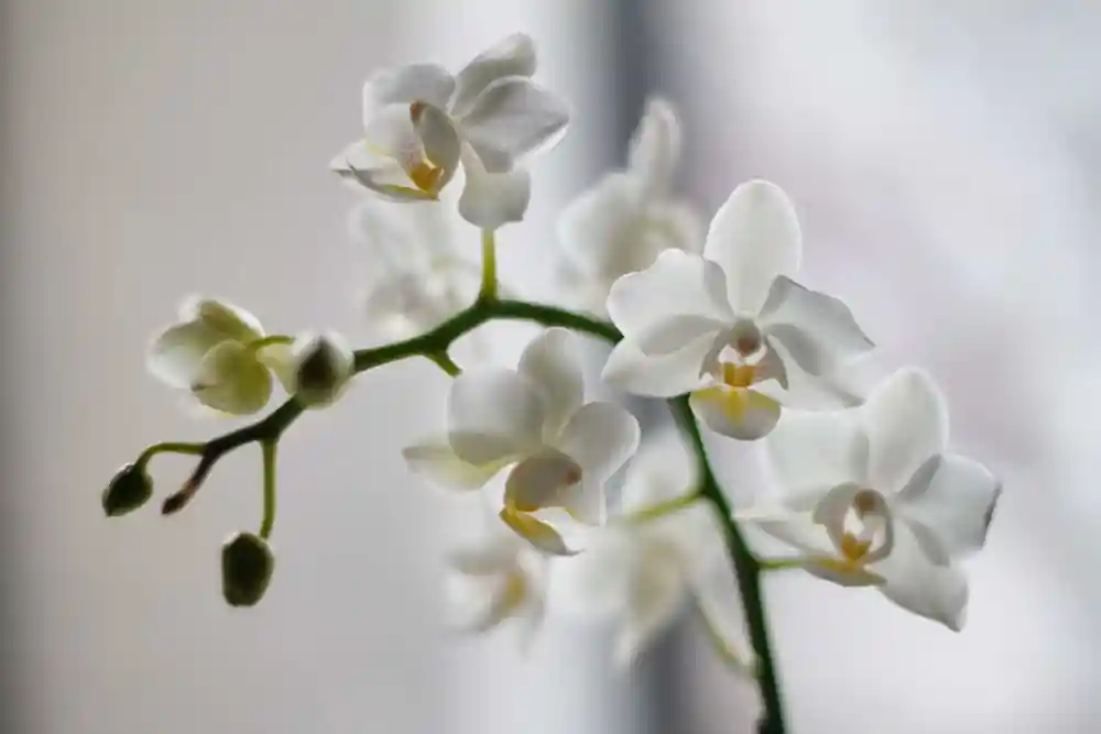 POSEBNA NAUKA: Orhideje ovu tečnost vole skoro više nego vodu