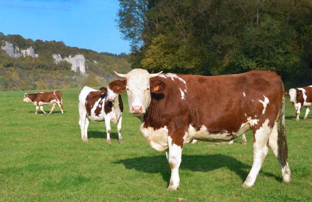 НЕОБИЧАН СЛУЧАЈ КОД САНСКОГ МОСТА: Крава на свијет донијела три телета