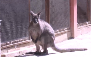 ATRAKCIJA U BIJELJINI: Najpoznatijeg semberskog bjegunca zamjenio novi kengur