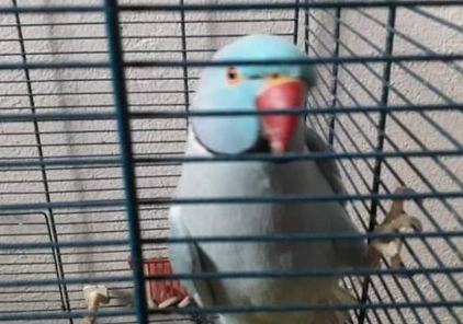 CICKO SE VRATIO KUĆI: Pronađen „odbjegli“ papagaj  u Banjaluci