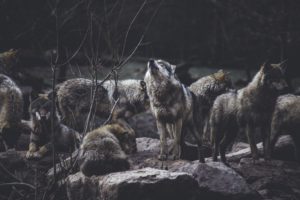 SVE UČESTALIJI U NASELJIMA: Vuk napao stado ovaca u blizini Drvara