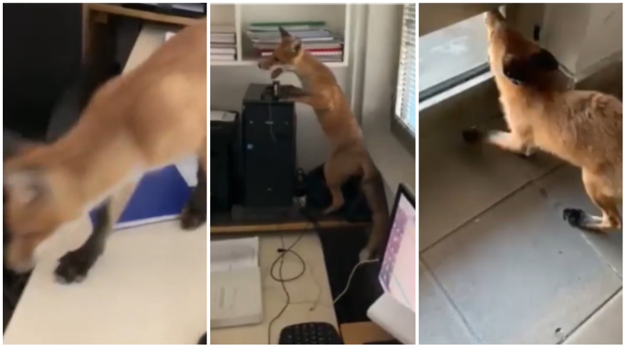 NESVAKIDAŠNJI GOST NA ŽELJEZNIČKOJ STANICI: Lisica zalutala u kancelariju (VIDEO)