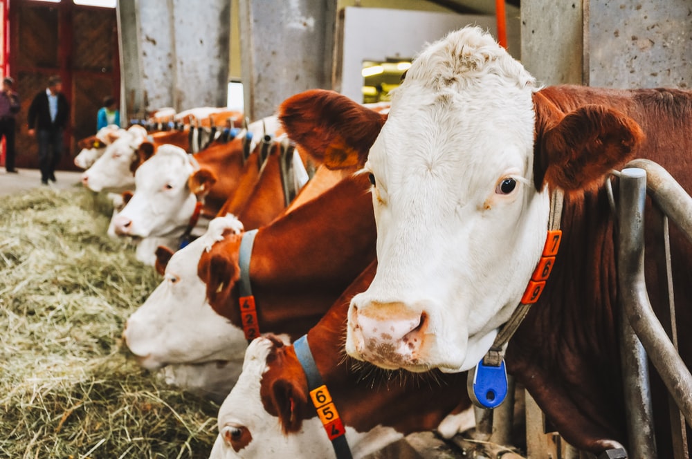 ODLUČENO: BiH će ove godine u Tursku izvesti 1.000 tona goveđeg mesa
