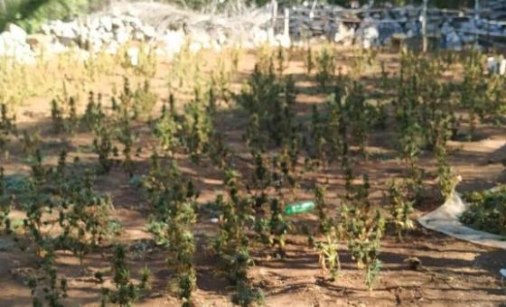 „VRIJEDNA“ PREKO MILION KM: Otkrivena velika plantaža marihuane u Livnu