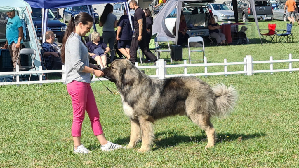 OTVORENA NACIONALNA IZLOŽBA PASA U DOBOJU: Prijavljeno čak 175 pasa (FOTO)