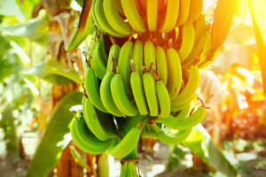 REZULTATI ĆE VAS IZNENADITI: Bananom protiv bubuljica, podočnjaka i nepravilnosti na koži