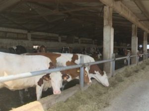 VISOKE TEMPERATURE UGROŽAVAJU I ŽIVOTINJE: Opada proizvodnja mlijeka