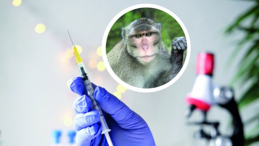 НАЈВЕЋИ СТЕПЕН УЗБУНЕ: СЗО прогласила епидемију мајмунских богиња глобалном здравственом ванредном ситуацијом