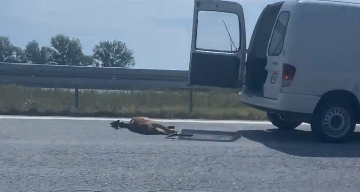 NESVAKIDAŠNJA NESREĆA KOD BANJALUKE: Automobilom udario i usmrtio srnu (VIDEO)