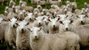 BRAĆA OPTUŽENA ZA UBISTVO ŽIVOTINJA: Puškom upucali pse koji su im napali ovce