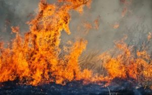 IZGORIO VOĆNJAK U MODRIČI: Palio korov, pa izazvao požar na komšijinom imanju