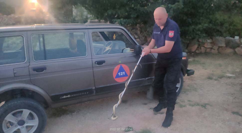 ZMIJE SVE ČEŠĆI „GOSTI“ U DOMOVIMA TREBINJACA: Samo danas tri intervencije