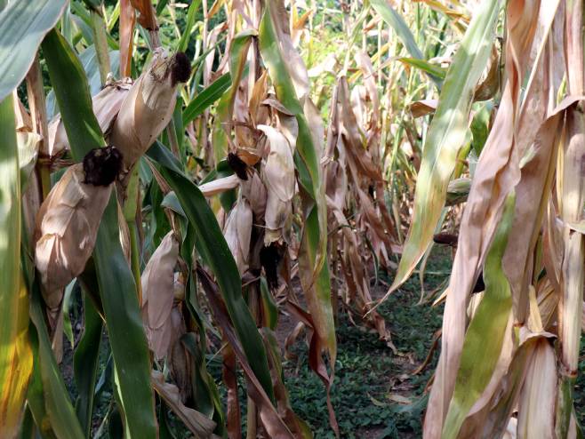 ПОЉОПРИВРЕДНИЦИ НА МУКАМА: Умањени приноси кукуруза и до 80 одсто