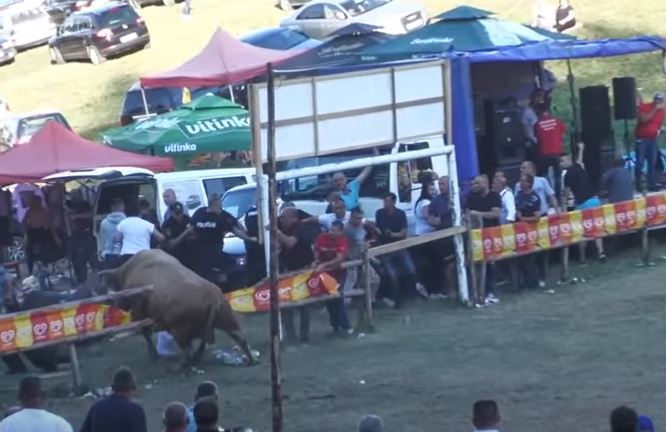 HAOS NA KORIDI U BiH: Bikovi probili ogradu (VIDEO)