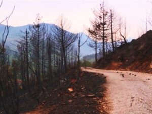 POŽAR UNIŠTIO PRIRODNE LJEPOTE: Petnaestodnevna vatrena stihija opustošila Hercegovinu